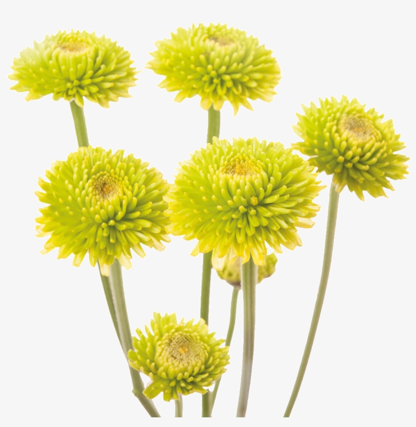 This Product Design Is Yellow Chrysanthemum About Yellow, - Chrysanthemum, transparent png