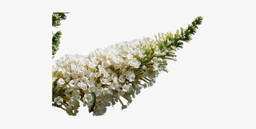 Butterfly Bush White Png, transparent png