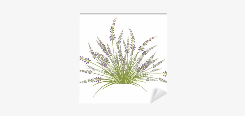 Lavender, transparent png
