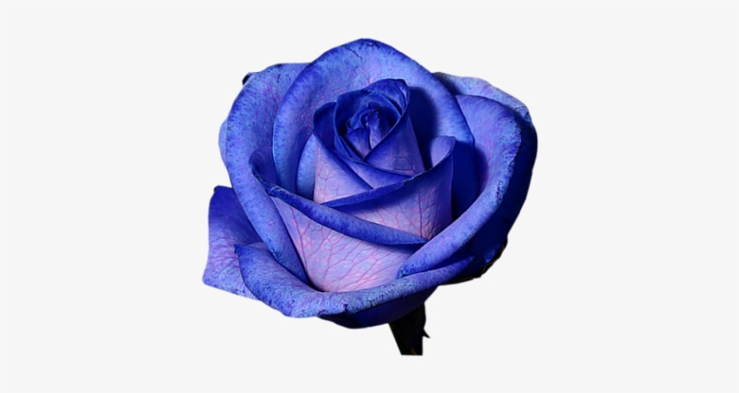 Elsa Could Be A Periwinkle, Or A Blue Rose - Blue Rose With No Background, transparent png