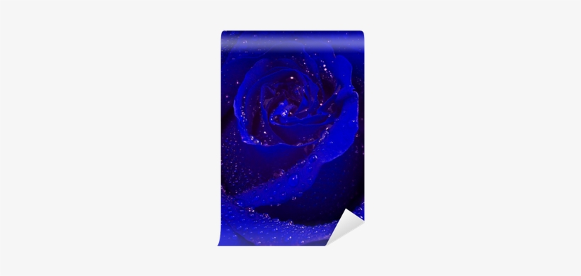 Blue Rose, transparent png