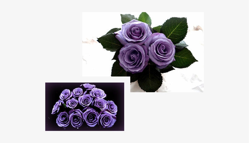 This Blue Rose, After Seemingly Endless Days Of Development, - Garden Roses, transparent png