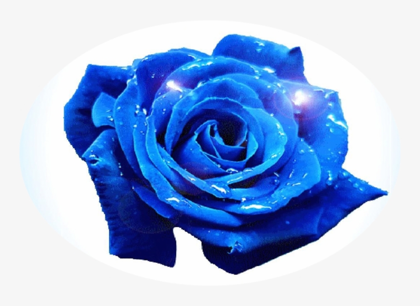 Blue Rose Opening Gif, transparent png