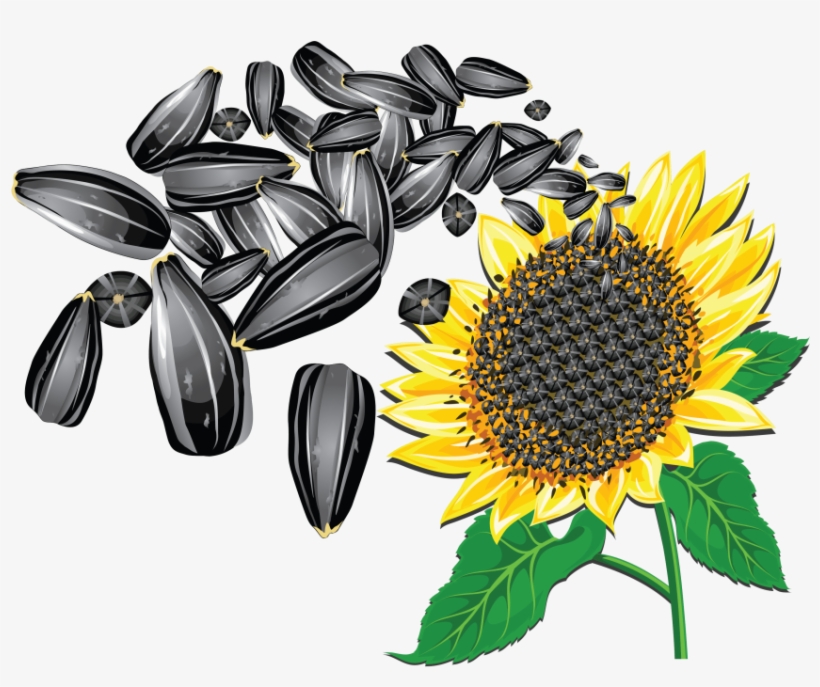 Free Png Sunflower Seeds Png Images Transparent - Sunflower Seeds Vector Png, transparent png