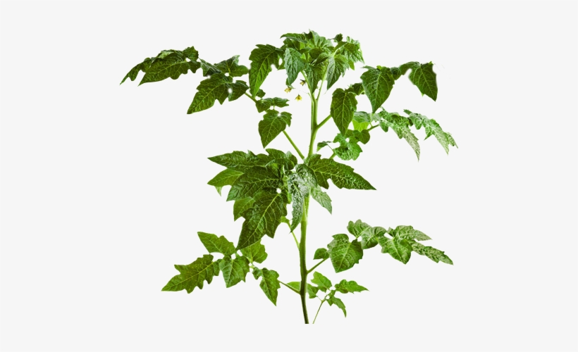 Part Of Tomato Plants Leaf, transparent png