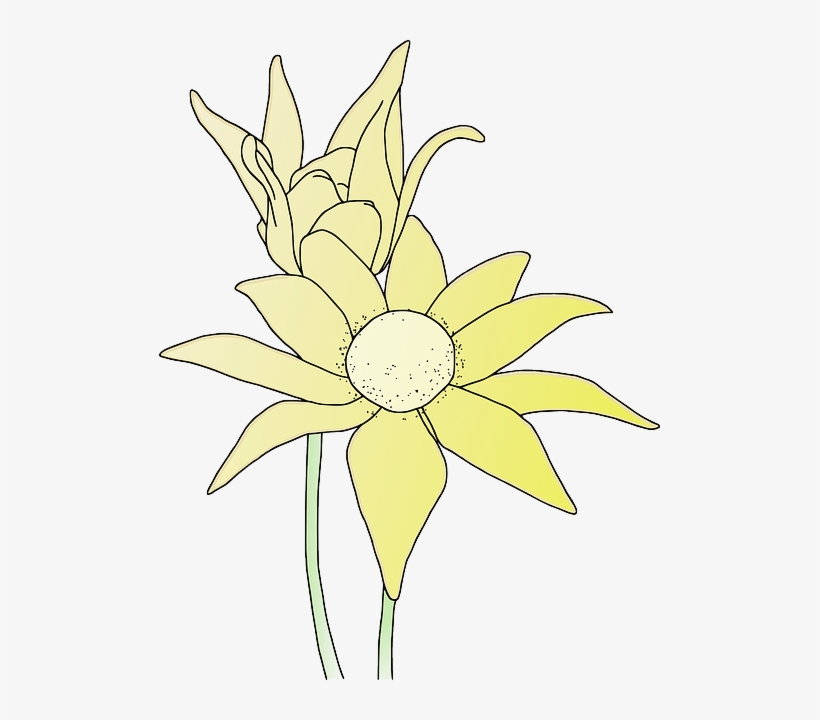 Sunflower, Flower, Garden, Plant, Yellow - Clip Art, transparent png