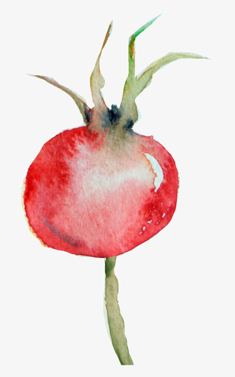 Rose Hip, transparent png