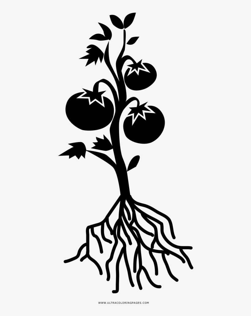 Tomato Plant Coloring Page - Black And White Tomato Plant, transparent png