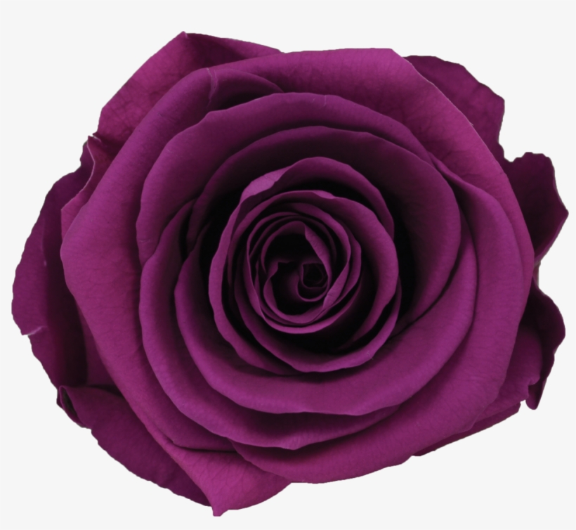 Single Rose Votive, transparent png