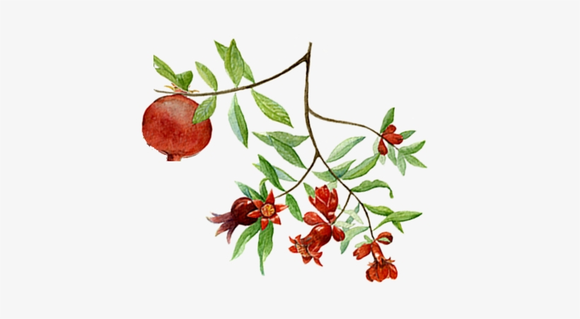 Label Of Earthsong Pomegranate Breast Oil - Michel Design Works 12 Count Library Notes, Morning, transparent png