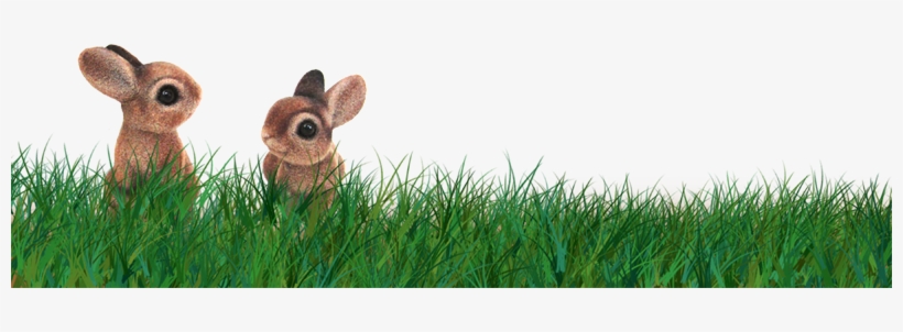 Publicat De Eu Ciresica La - Grass Border Easter Transparent, transparent png