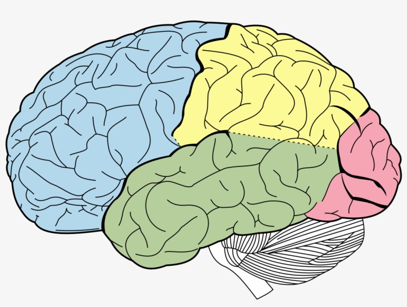 Lobes Of The Brain Without Labels, transparent png