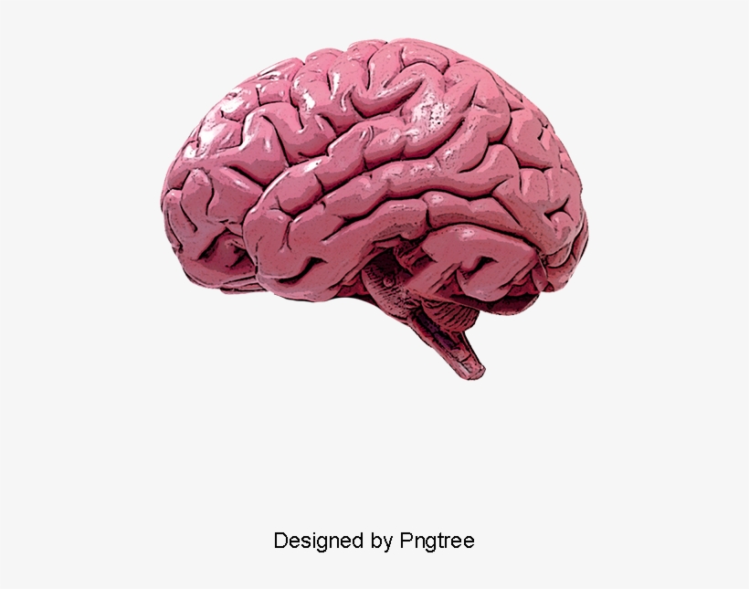 Human Brain, Brain Clipart, Humanity, Brain Png And - Мозг Пнг, transparent png