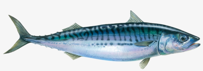 Atlantic Mackerel - Mackerel Transparent, transparent png