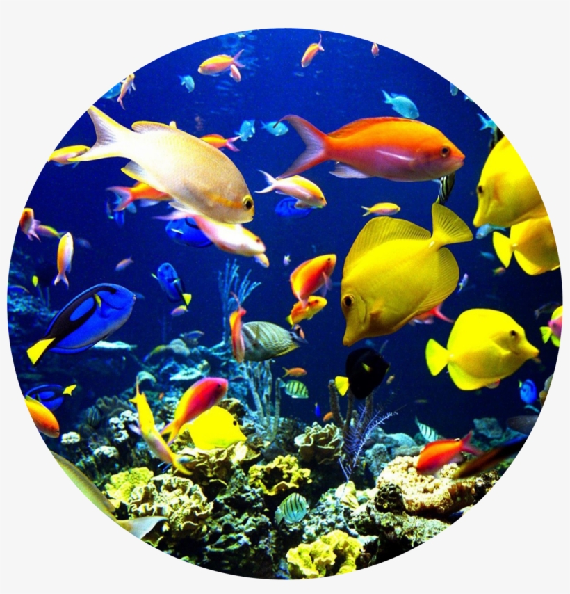 Ocean Fish Swimming Edible Icing Image For - Fish 5'x7'area Rug, transparent png