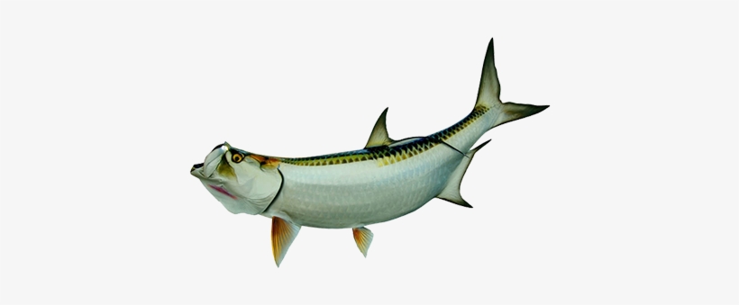 Tarpon Fish Png, transparent png