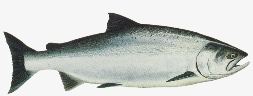 Noaa Report Establishes Chinook Monitoring Framework - King Salmon Clip Art, transparent png
