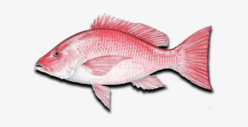 Ocean Fish Png Download - Sport Fish Of The Gulf Book By Vic Dunaway, transparent png