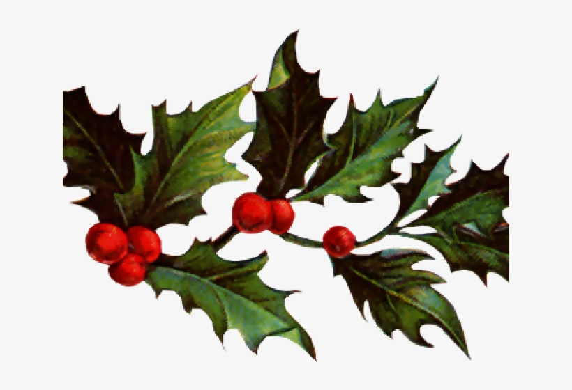 Christmas Holly Graphics - American Holly, transparent png