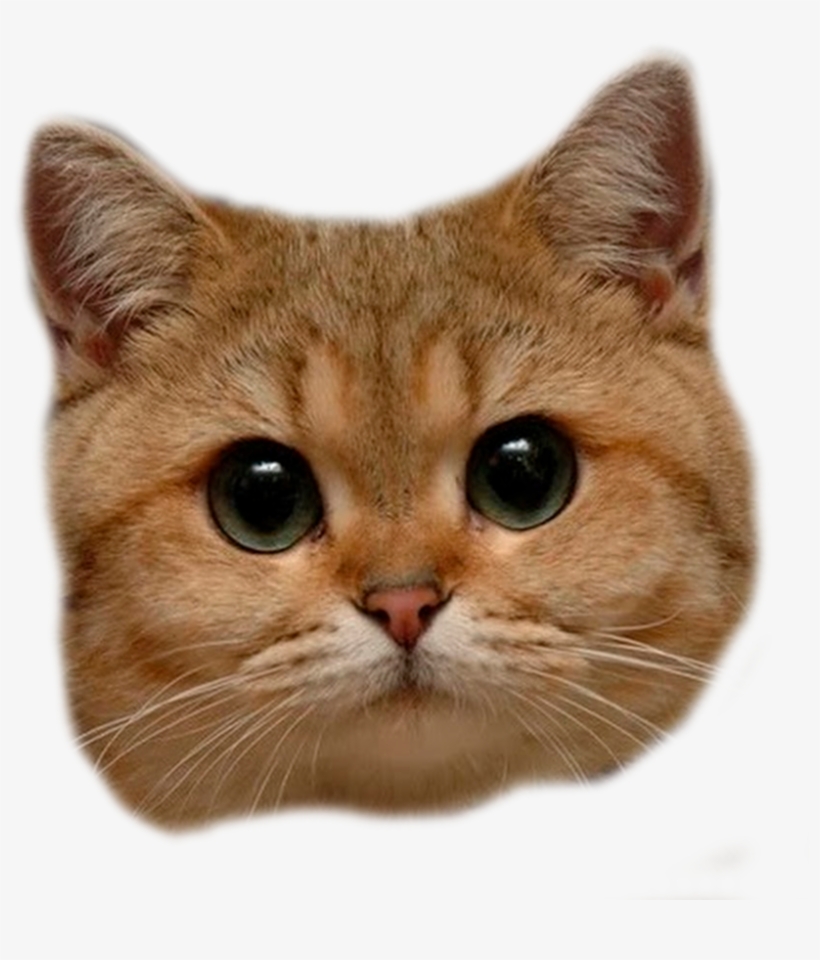 Transparent Background Cat Head Png, transparent png