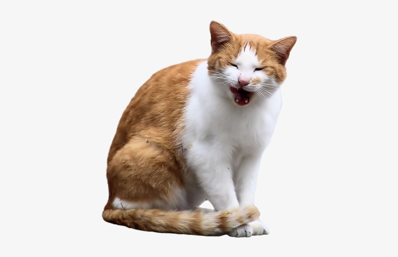 If I Know One Thing About Orange Cats, It's That They - Cat, transparent png