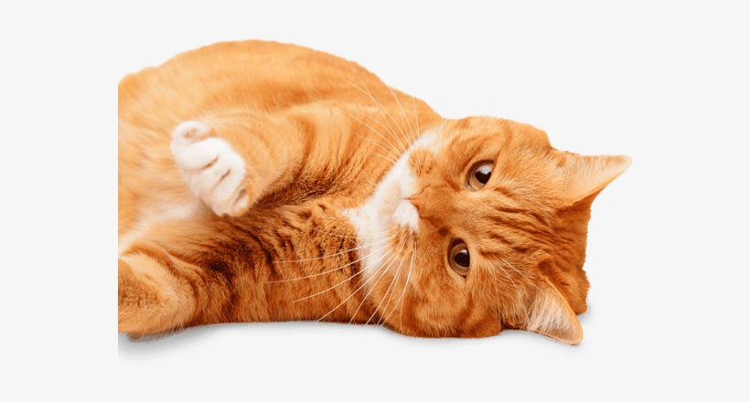 Sick Cat Needing An Appointment At Prestige Animal - Starch Pet Hospital, transparent png