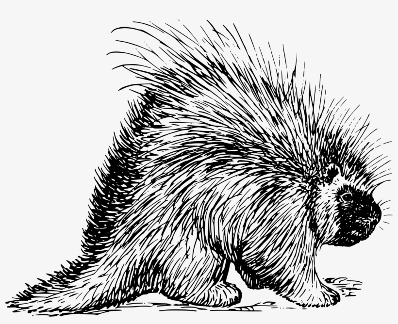 Porcupine Png, transparent png