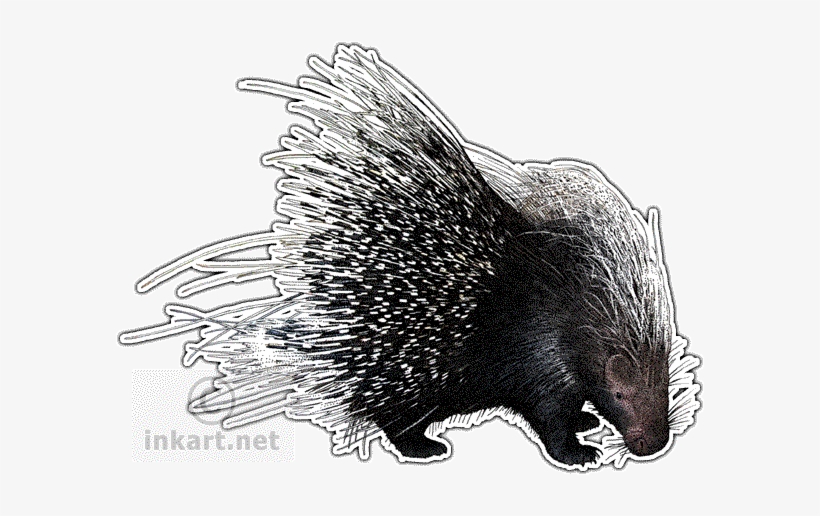 African Crested Porcupine Decal - African Crested Porcupine Transparent, transparent png