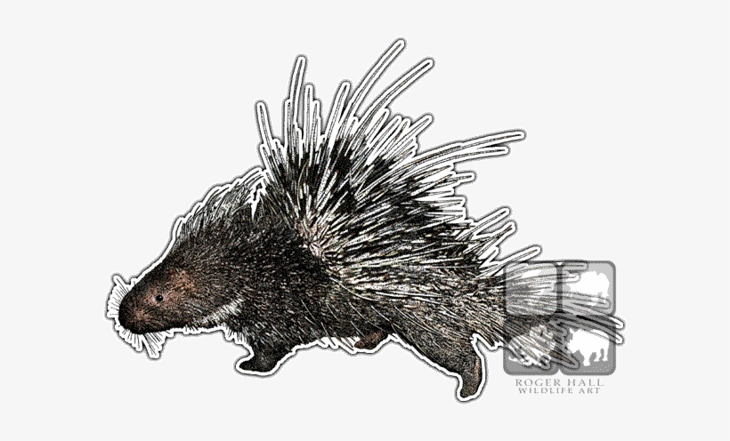 Malayan Porcupine Decal - Malayan Porcupine Throw Blanket, transparent png