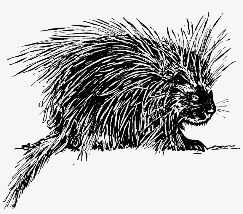 Porcupine - Porcupine Drawing Png, transparent png