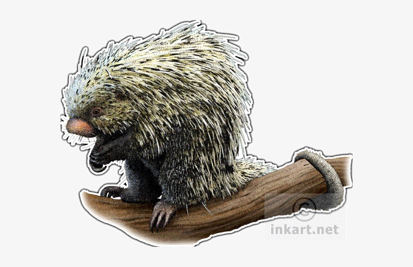 Brazilian Porcupine Decal - Brazilian Porcupine Large Mug, transparent png