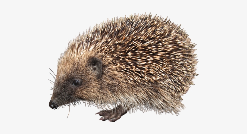 Hedgehog Png, transparent png