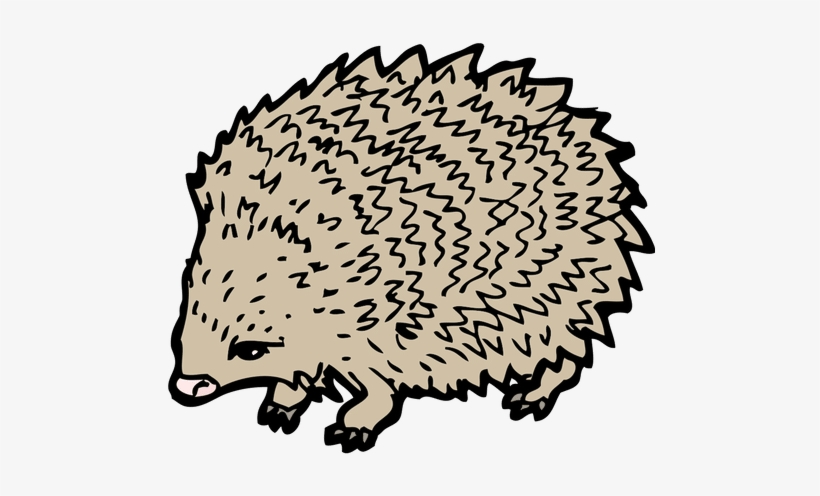Hedgehog Drawing Clip Art - Hedgehog Drawing, transparent png