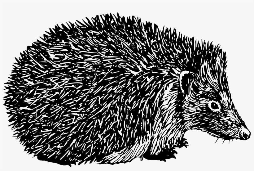 Domesticated Hedgehog Porcupine Argonaut Echidna - Black And White Hedgehog Clipart, transparent png