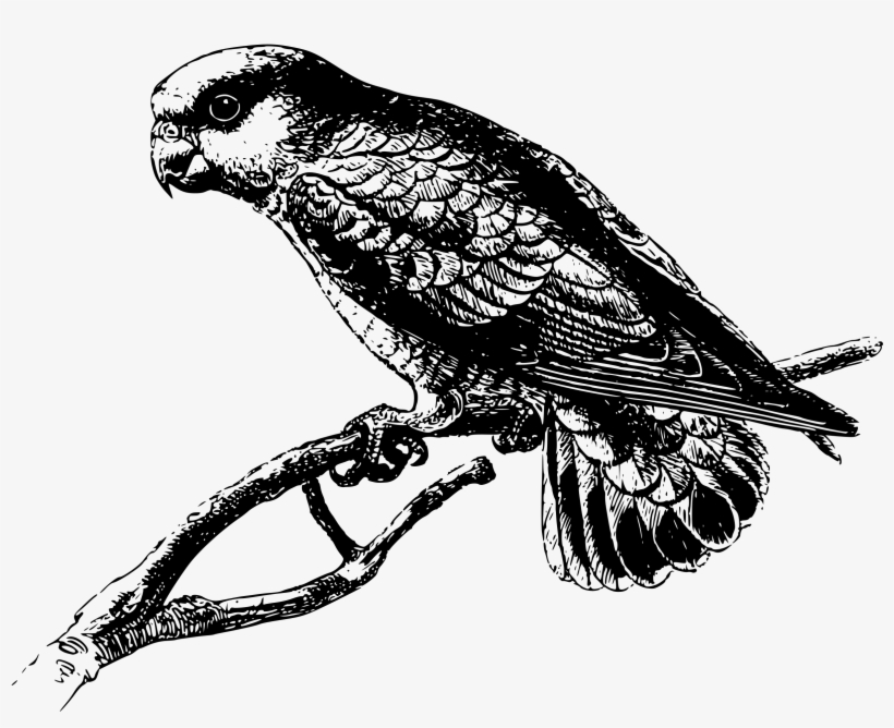 This Free Icons Png Design Of Pygmy Parrot, transparent png