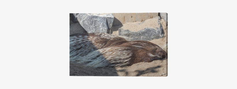 Crested Porcupine, transparent png