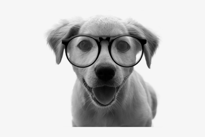 Companion Dog, transparent png