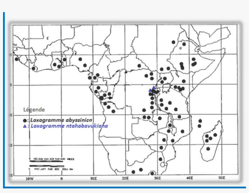 Loxogramme Abyssinica And L - Diagram, transparent png