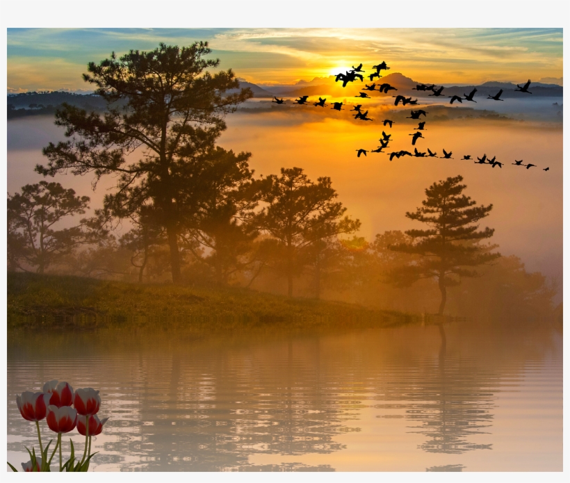 Reflection, transparent png