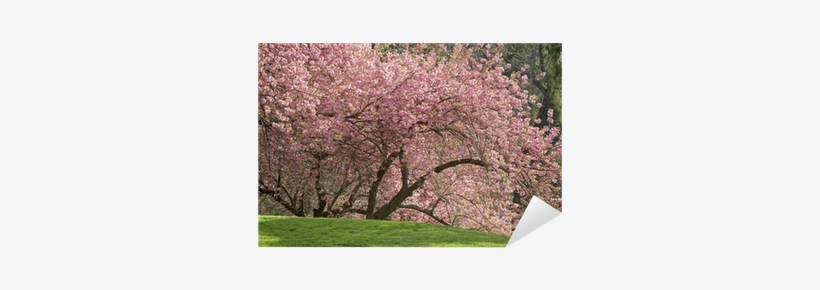 Cherry Blossom, transparent png