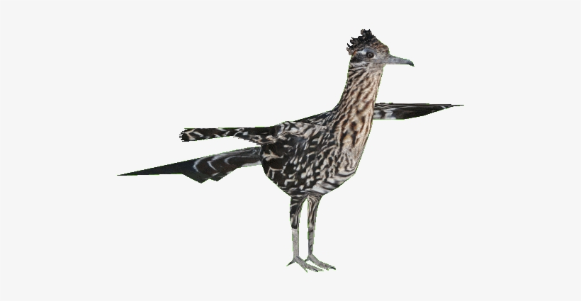Greater Roadrunner - Zt2 Roadrunner, transparent png