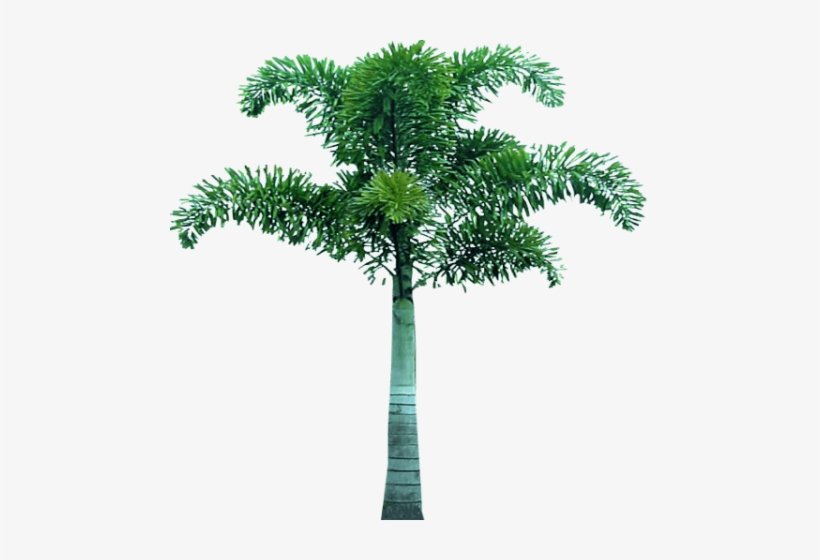 Free Png Palm Tree Png Images Transparent - Fox Tails Palm Png, transparent png