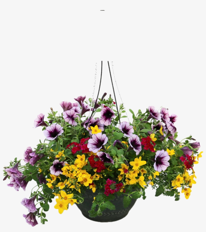 Hanging Plants Png - Hanging Flower Pot Png, transparent png