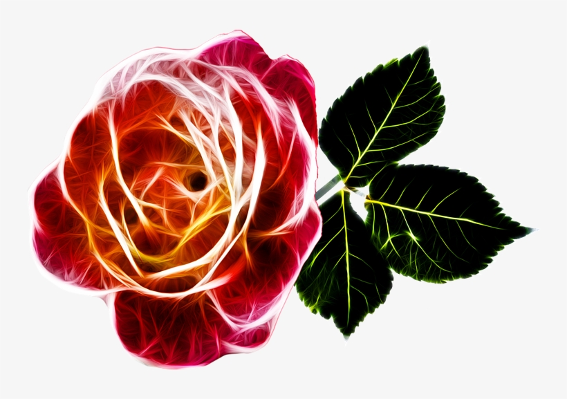Rose-243630 960 - Ystävänpäivä Ruusu, transparent png