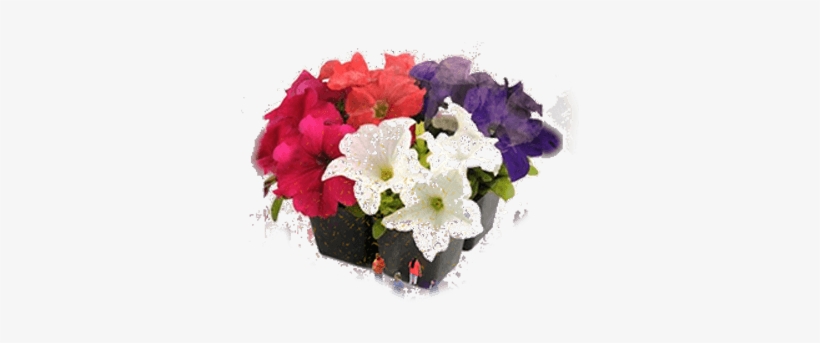 Flower Day Eastern Market - Petunia Ez Rider, transparent png