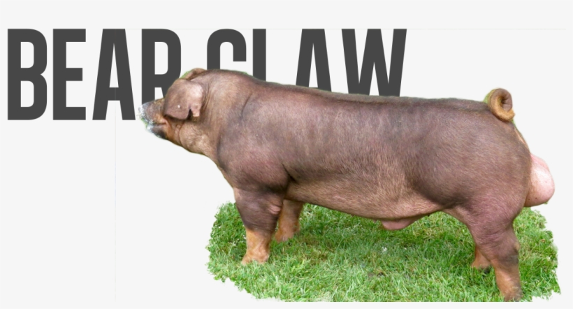 Indian Outlaw X Royal Flush - Tshego, transparent png