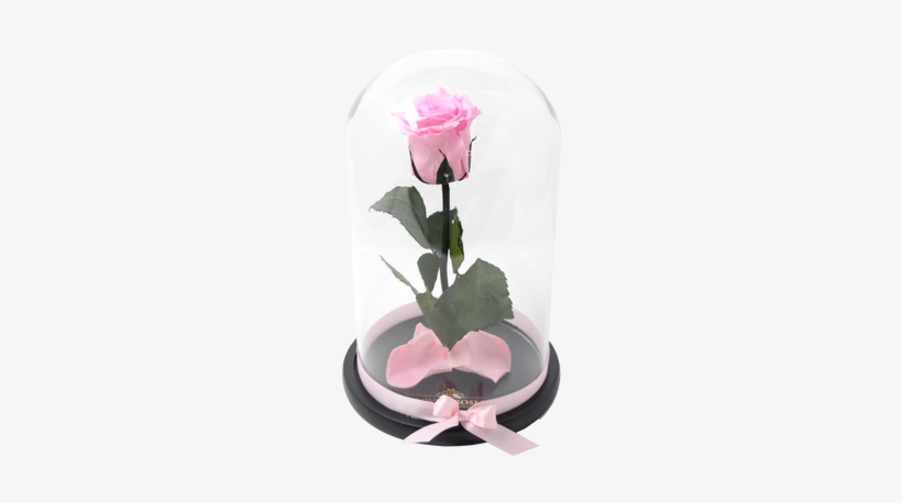 This Rose Is Inspired In The Movie Beauty And The Beast - Garden Roses, transparent png