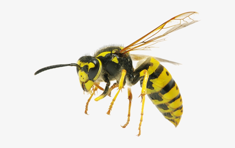 Трутень осы. Оса пчела трутень шершень. Трутень осы. Самка шершня. Матка осы и шершень.