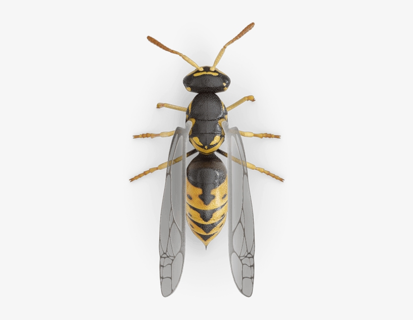 Bee Yellow Jacket, transparent png