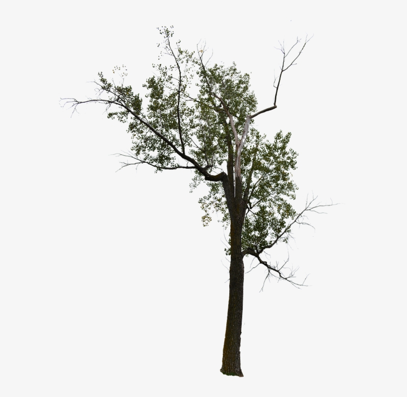 Dead Tree, Dead Tree With No Background, Halloween - Tree, transparent png